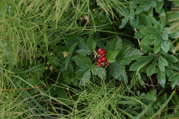 Rubus saxatilis