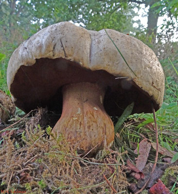 Rubroboletus legaliae - Fraaie roodnetboleet