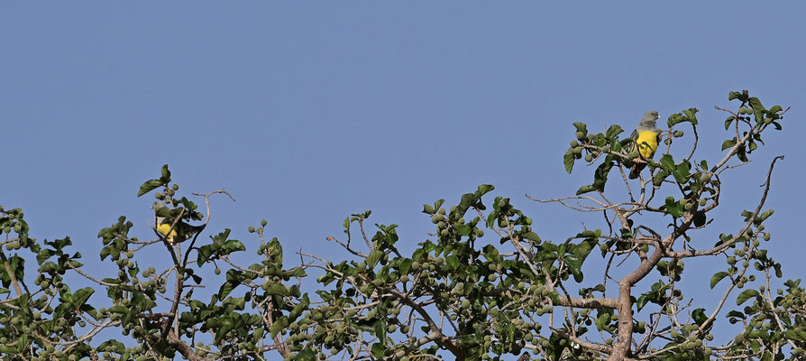 Treron waalia - Bruce's Green-Pigeon