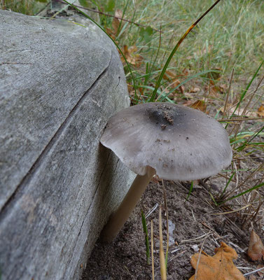 Pluteus cervinus - Gewone hertenzwam