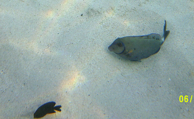 Hypoplectrus unicolor?