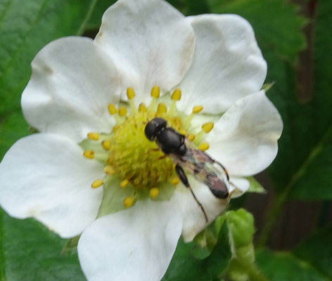 Syritta pipiens - Menuetzweefvlieg