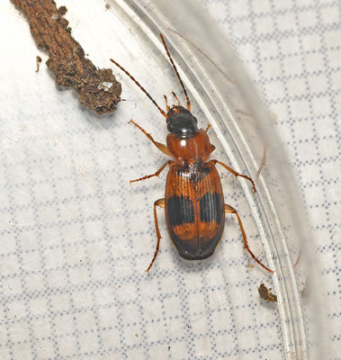 Badister unipustulatus - Moerastompkaak