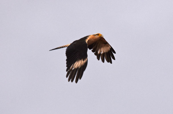 Yellow-headed Caracara