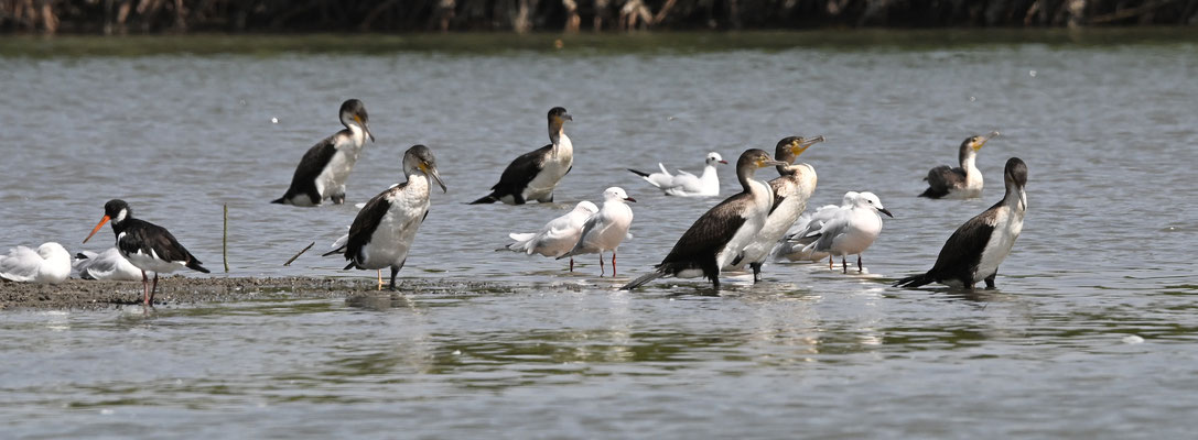 Larus genei - Slender-billed Gull