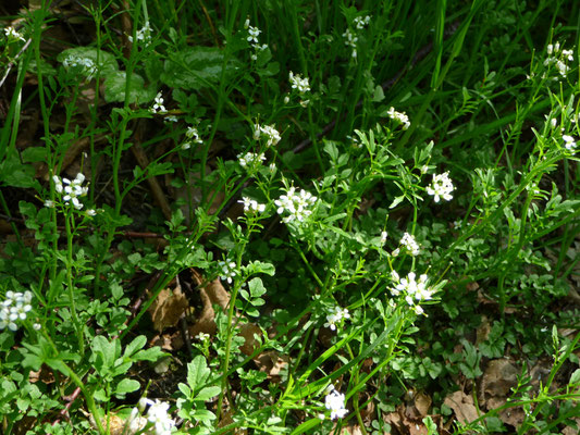 Cardamine flexuosa - Bosveldkers