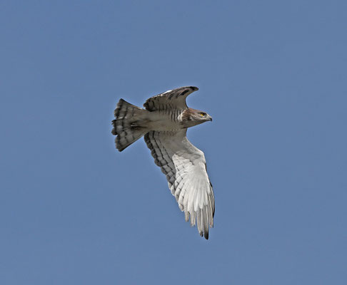 Circaetus beaudouini - Beaudouin’s Snake Eagle