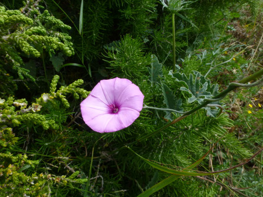 Convolvulus althaeoides - Mediterrane winde