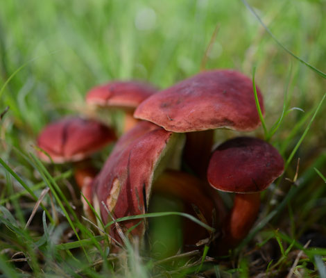 Xerocomellus rubellus - Rode boleet