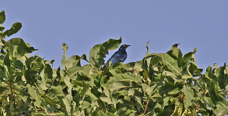 Lamprotornis caudatus - Long-tailed Glossy-Starling