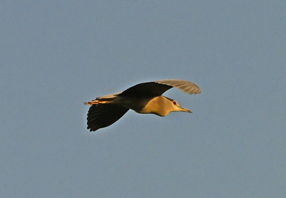 Nycticorax nycticorax - Black-crowned Night-Heron