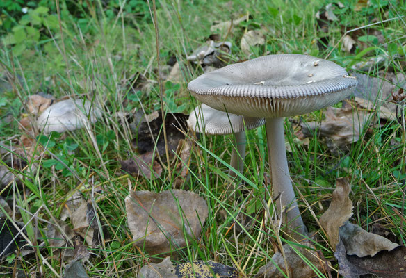 Amanita vaginata - Grijze slanke amaniet