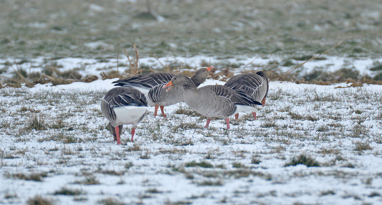 Grauwe Gans
