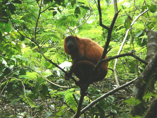 Alouatta macconnelli - Guyanabrulaap