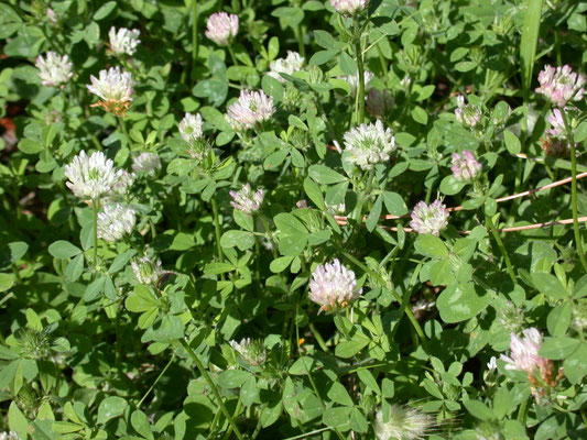 Trifolium nigrescens