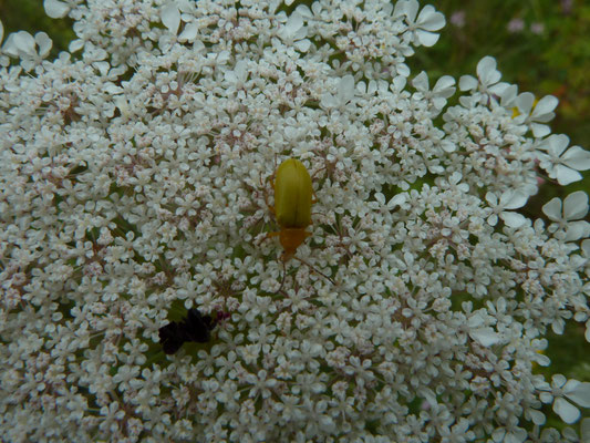 Gele bloemenkever