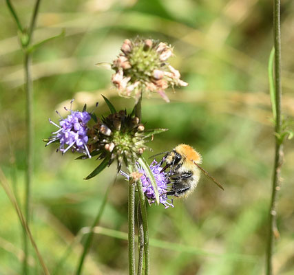 Bombus pascuorum - Akkerhommel