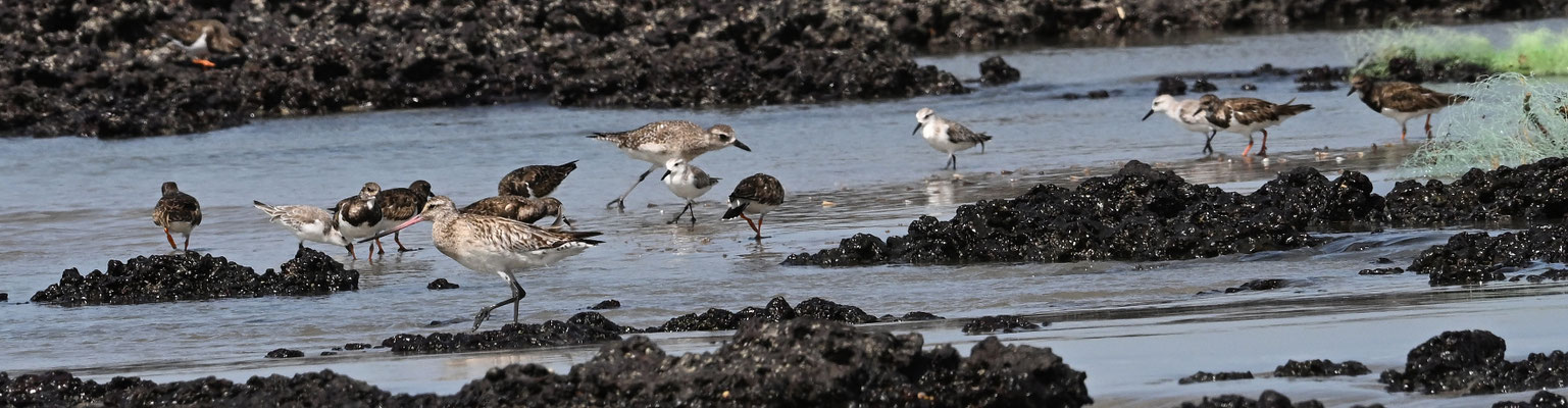 Limosa lapponica - Bar-tailed Godwit