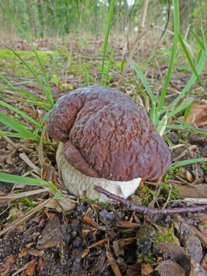 Boletus edulis - Gewoon eekhoorntjesbrood