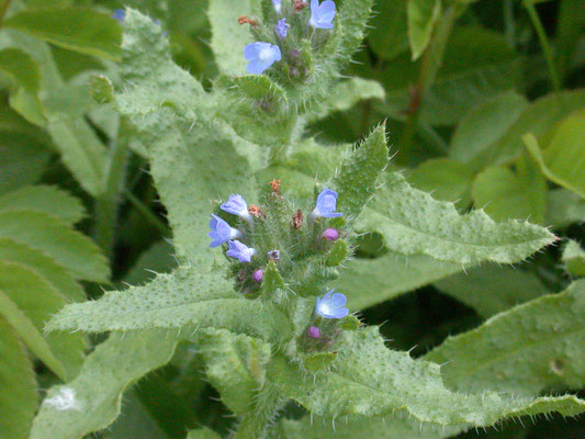 Anchusa arvensis - Kromhals