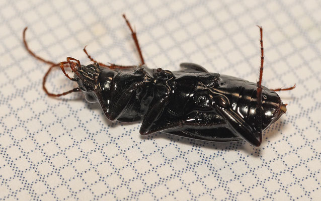 Nebria salina - Heidekortnek