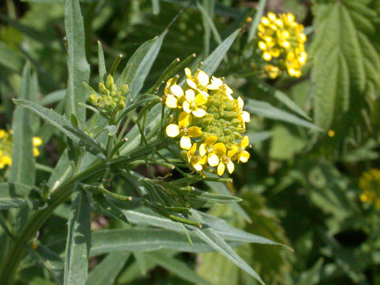 Erysimum cheiranthoides - Gewone steenraket