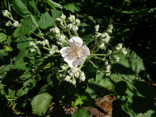 Rubus armeniacus - Dijkviltbraam