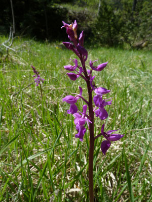 Orchis laxiflora