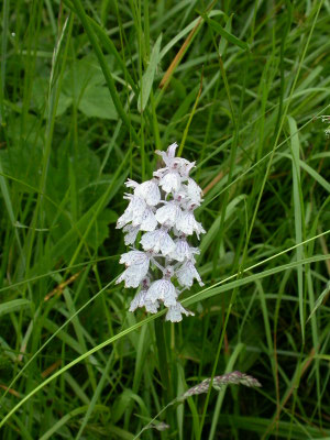 Dactylorhiza maculata - Gevlekte orchis
