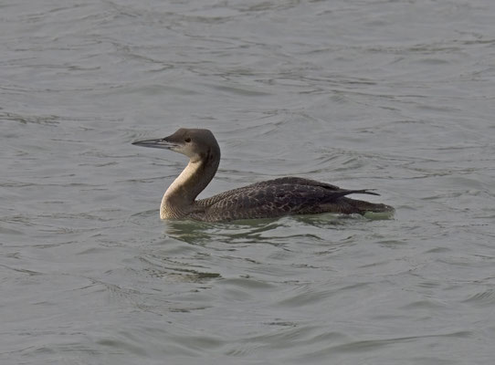 Pacifische Parelduiker