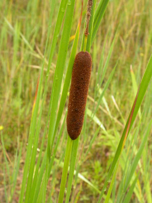 Typha angustifolia - Kleine lisdodde