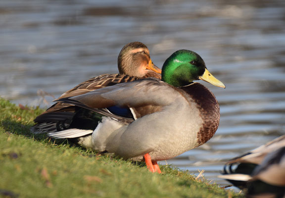 Wilde Eend