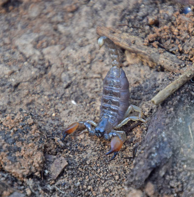 Scorpius maurus palmatus