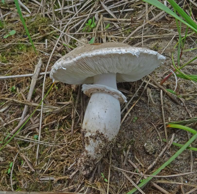 Wortelende champignonparasol