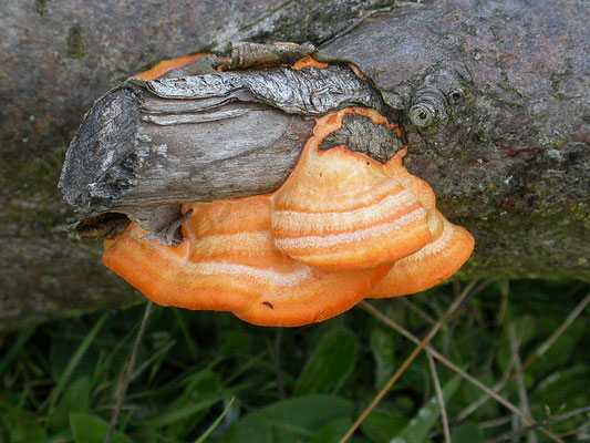 Pycnoporus cinnabarinus - Vermiljoenhoutzwam