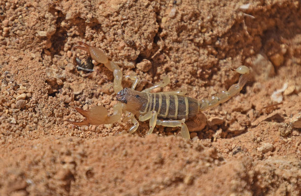 Scorpius maurus palmatus