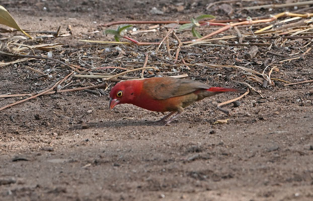 Lagonosticta senegala - Red-billed Firefinch