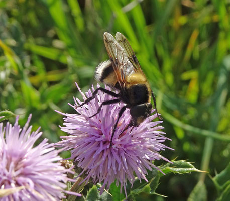 Volucella bombylans - Hommelreus