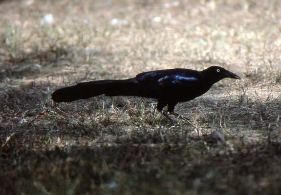 Great-tailed Grackle
