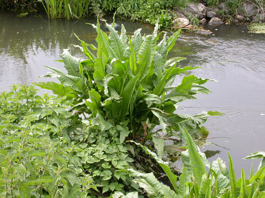 Rumex hydrolapathum - Waterzuring