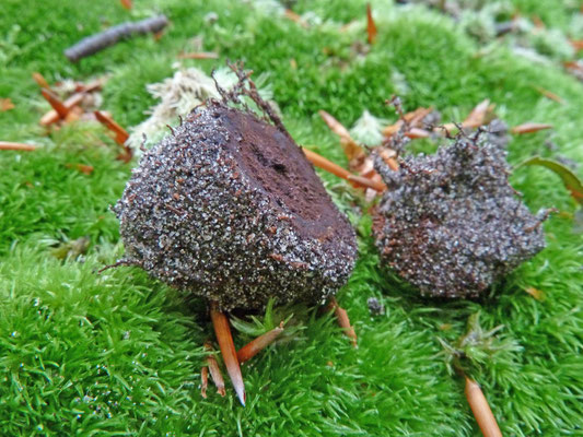 Elaphomyces muricatus - Stekelige hertentruffel
