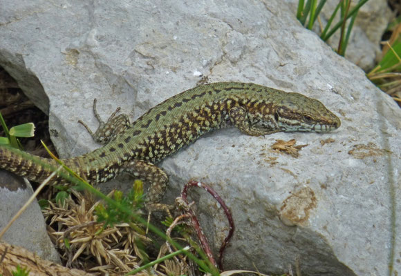 Podarcis muralis
