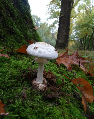 Witte knolamaniet