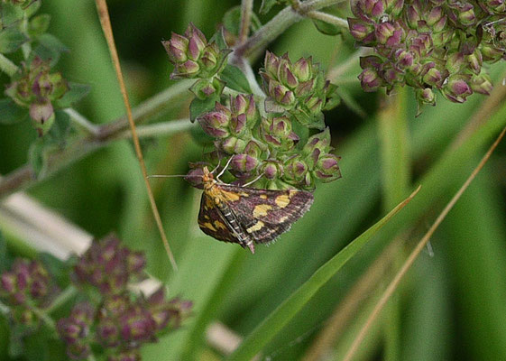 Pyrausta purpuralis - Purpermot