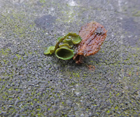 Ionomidotis fulvotingens -Geplooide schijfzwam
