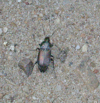 Poecilus cupreus