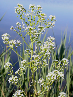 Lepidium latifolium - Peperkers