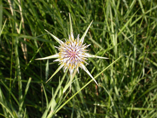 Tragopodon porrifolius - Paarse morgenster
