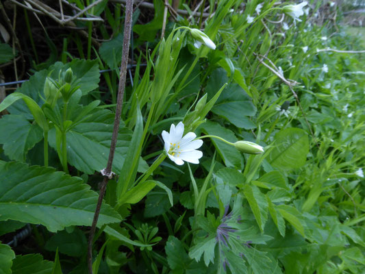 Grootbloemig muur (Stellaria holostea)