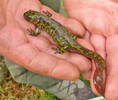 Triturus marmoratus - Marmersalamander